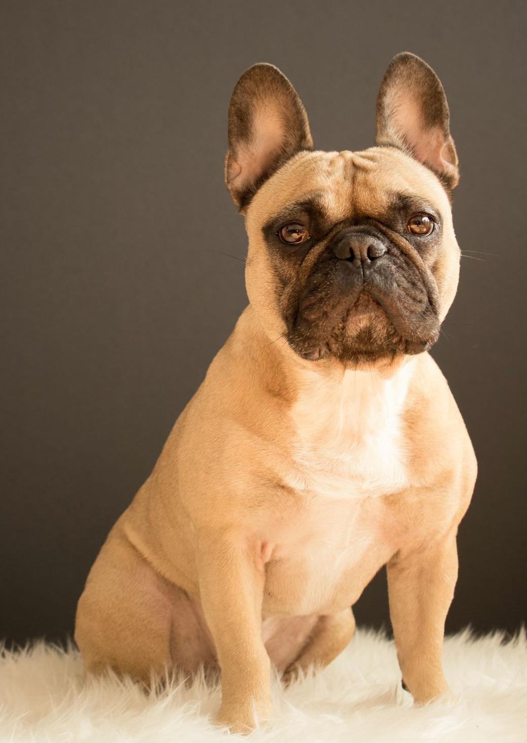 short-coated tan dog sitting on white fur textile