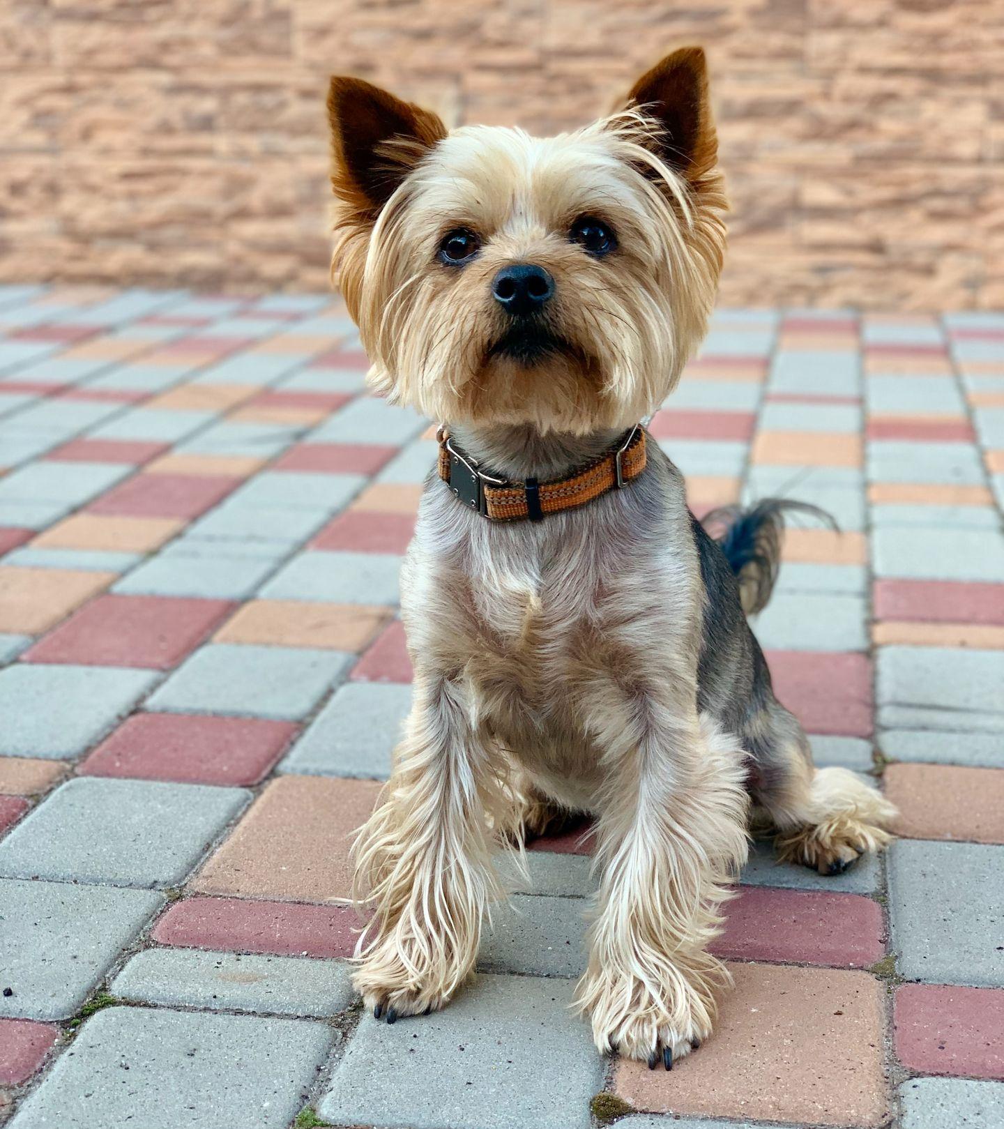 adult black and tan Yorkshire terrier